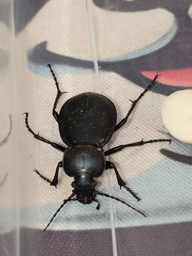 Carabus kruberi