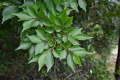 Celtis biondii