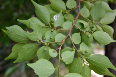 Celtis biondii