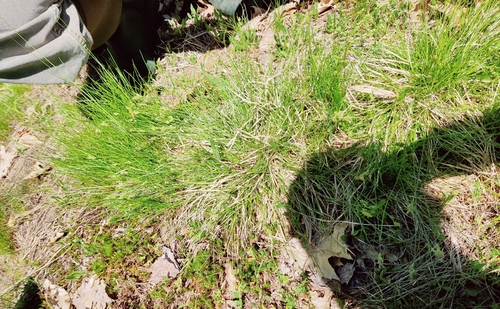 Carex albicans, 2026-05-30