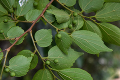 Celtis biondii