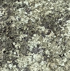 Arctoparmelia centrifuga