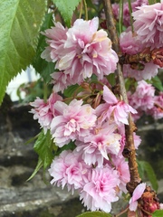 Cerasus