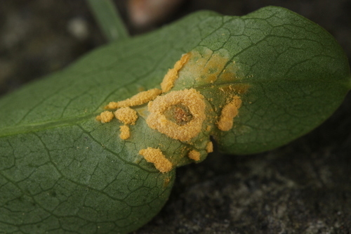 Melampsora euonymi-caprearum