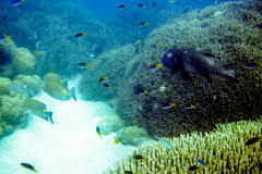 Neopomacentrus azysron