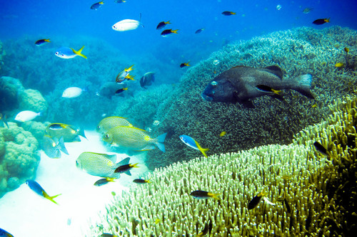 Plectorhinchus albovittatus