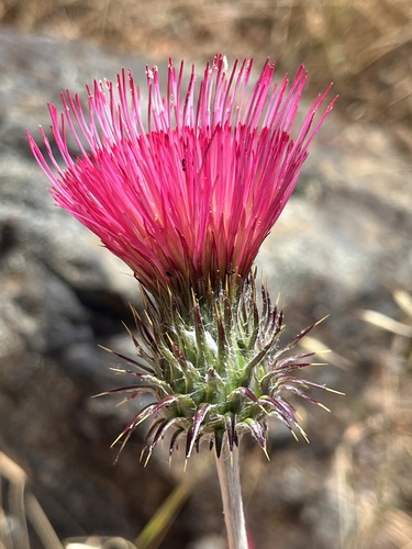 Cobwebby Thistle