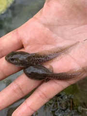 Lithobates onca