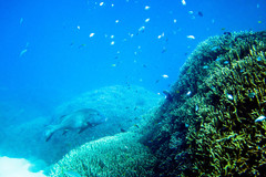 Porites cylindrica