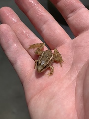Lithobates onca