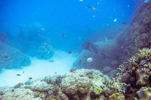 Amblyglyphidodon curacao