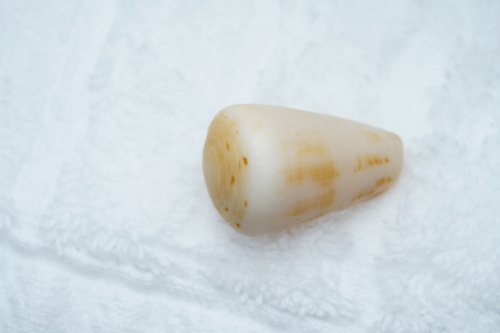 Conus vitulinus observed 2025-12-15