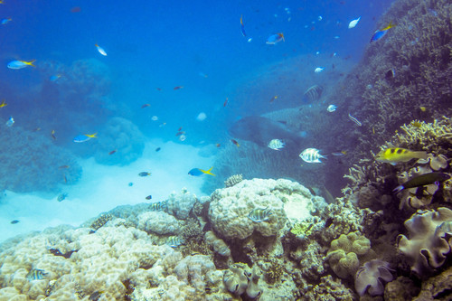 Scarus dimidiatus