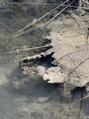 Lithobates onca