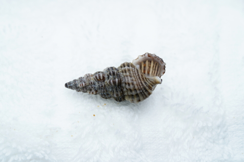Cerithium kobelti observed 2025-12-16