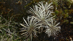 Celmisia polyvena