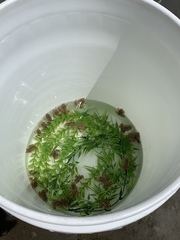 Lithobates onca