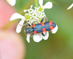 Trichodes punctatus
