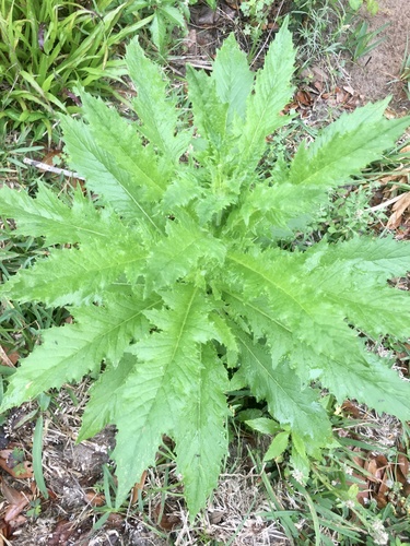 Erechtites hieraciifolius image