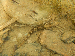 Padogobius nigricans