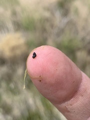 Pyrgulopsis
