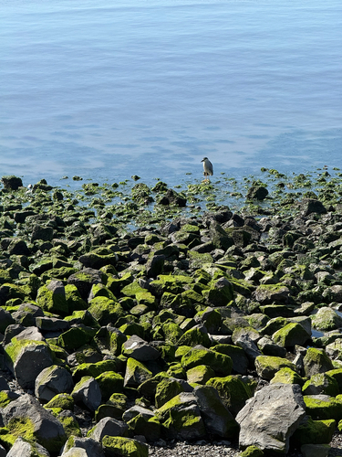 iNaturalist image