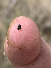 Pyrgulopsis
