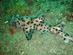 Heterodontus quoyi