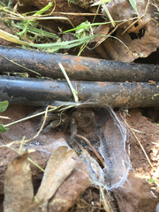 Chaetopelma olivaceum