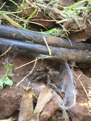 Chaetopelma olivaceum