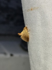 Tortricidia testacea