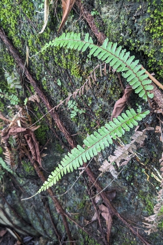 Adiantum caudatum, photograph 6