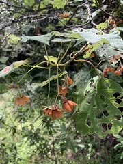 Dombeya pulchra