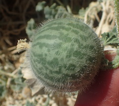 Cucumis hirsutus