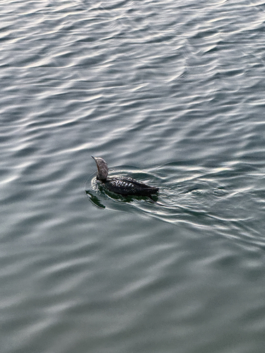 Pacific Loon