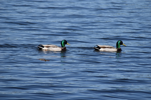 iNaturalist image