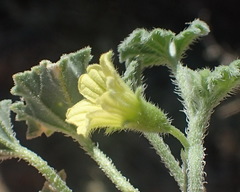 Cucumis hirsutus