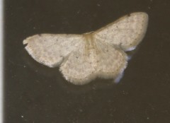 Idaea pilosata