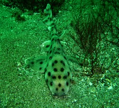 Heterodontus quoyi