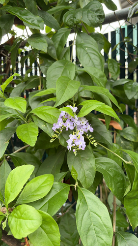 Duranta erecta observed 2026-06-06