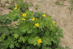 Chelidonium majus