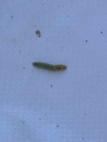 iNaturalist observation photo of Rose Slug Sawfly