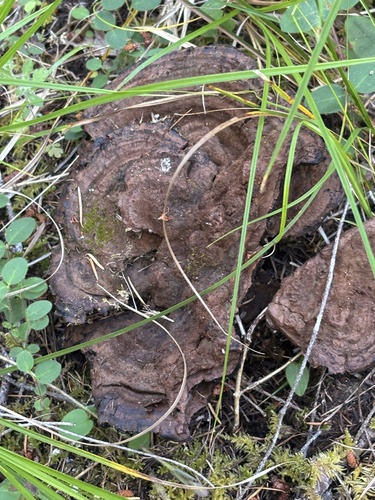 iNaturalist observation photo of Phaeolus