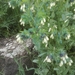 Cerinthe palaestina - Photo (c) אריה אוהד, some rights reserved (CC BY-NC), uploaded by אריה אוהד