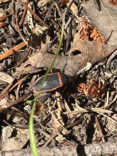 iNaturalist observation photo of California Bordered Plant Bug