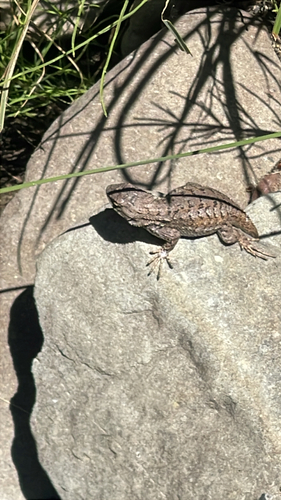 iNaturalist observation photo of Western Fence Lizard