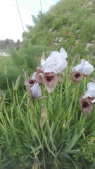 Iris hermona