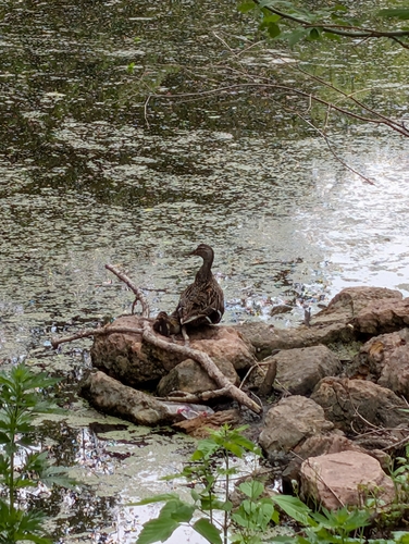 iNaturalist image