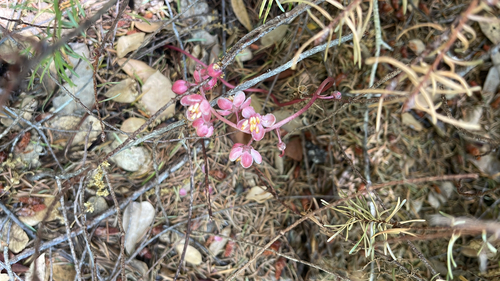iNaturalist observation photo of Leafless wintergreen