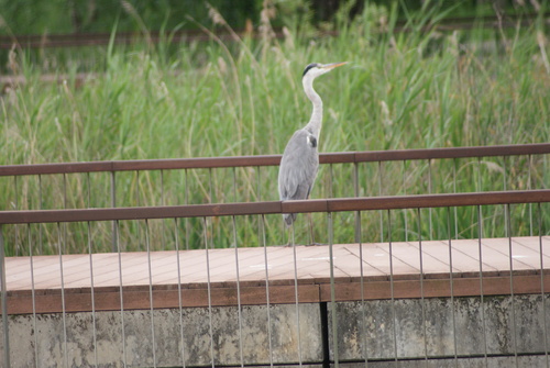 iNaturalist image
